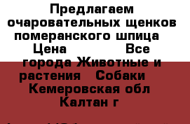 Предлагаем очаровательных щенков померанского шпица › Цена ­ 15 000 - Все города Животные и растения » Собаки   . Кемеровская обл.,Калтан г.